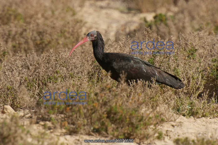 : Northern Bald Ibis : Northern Bald Ibis