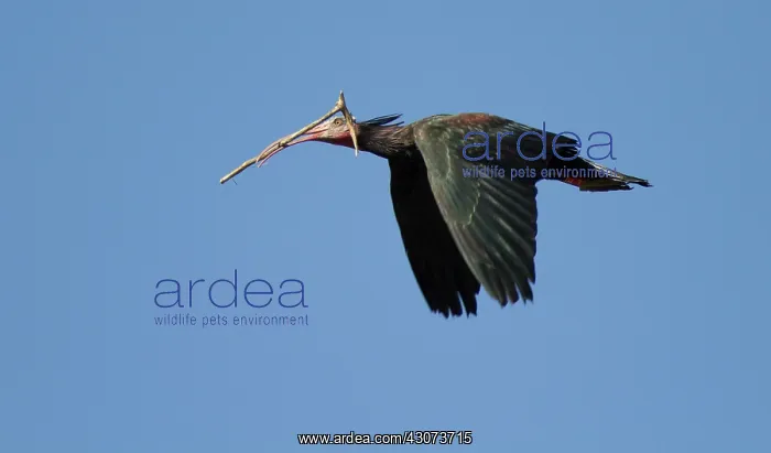 : Northern Bald Ibis : Northern Bald Ibis