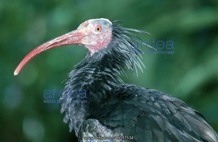 : Northern Bald Ibis : Northern Bald Ibis