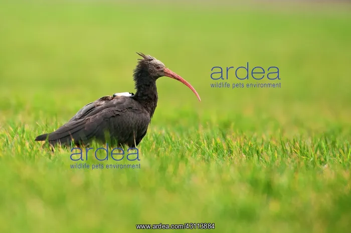 : Northern Bald Ibis : Northern Bald Ibis