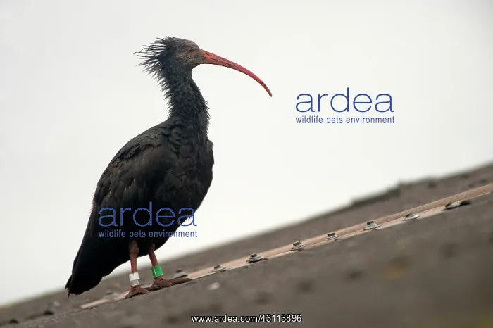 : Northern Bald Ibis : Northern Bald Ibis