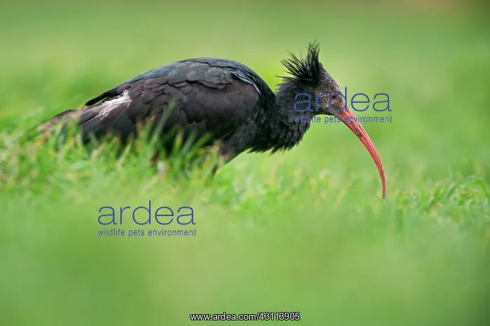 : Northern Bald Ibis : Northern Bald Ibis