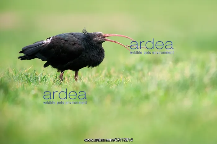 : Northern Bald Ibis : Northern Bald Ibis