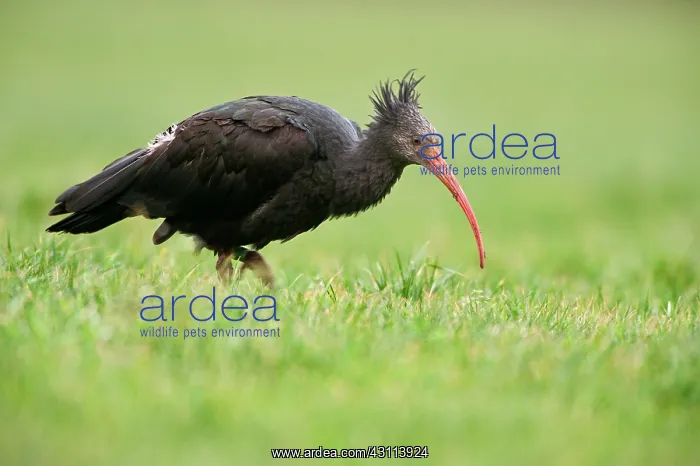 : Northern Bald Ibis : Northern Bald Ibis
