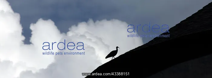  : Northern bald ibis (Geronticus eremita), silhouette