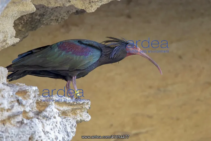 : Northern bald ibis (Geronticus eremita), Andalusia : Northern bald ibis (Geronticus eremita), Andalusia