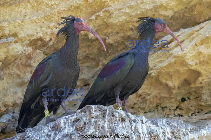: Northern bald ibis (Geronticus eremita), Andalusia : Northern bald ibis (Geronticus eremita), Andalusia