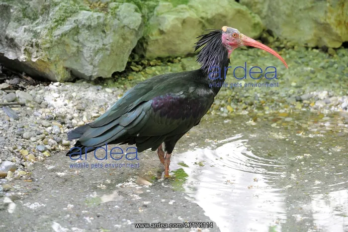 : Northern Bald Ibis (Geronticus eremita) drinking : Northern Bald Ibis (Geronticus eremita) drinking