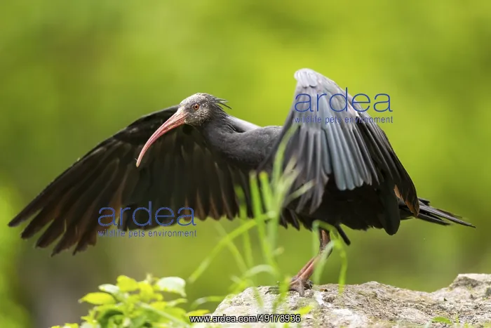 : Northern bald ibis (Geronticus eremita) landing on a rock : Northern bald ibis (Geronticus eremita) landing on a rock