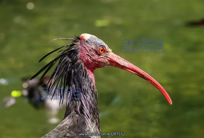 : Northern bald ibis (Geronticus eremita), portrait : Northern bald ibis (Geronticus eremita), portrait