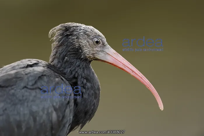 : Northern Bald Ibis (Geronticus eremita), portrait : Northern Bald Ibis (Geronticus eremita), portrait