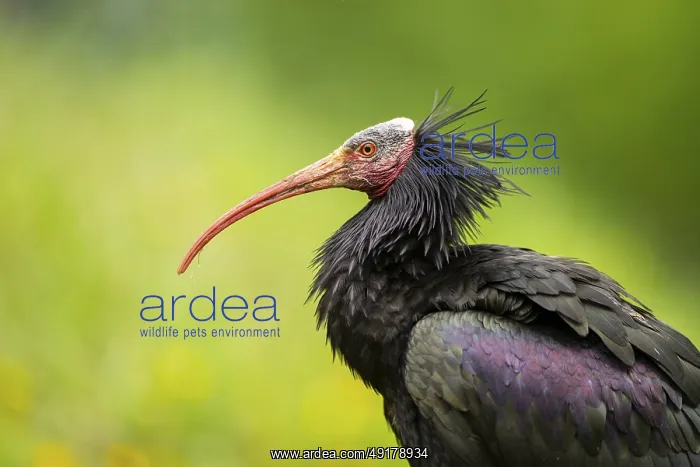 : Northern bald ibis (Geronticus eremita) portrait : Northern bald ibis (Geronticus eremita) portrait