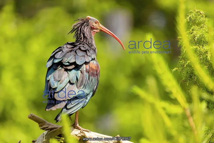 : Northern bald ibis (Geronticus eremita) in a wildlife : Northern bald ibis (Geronticus eremita) in a wildlife
