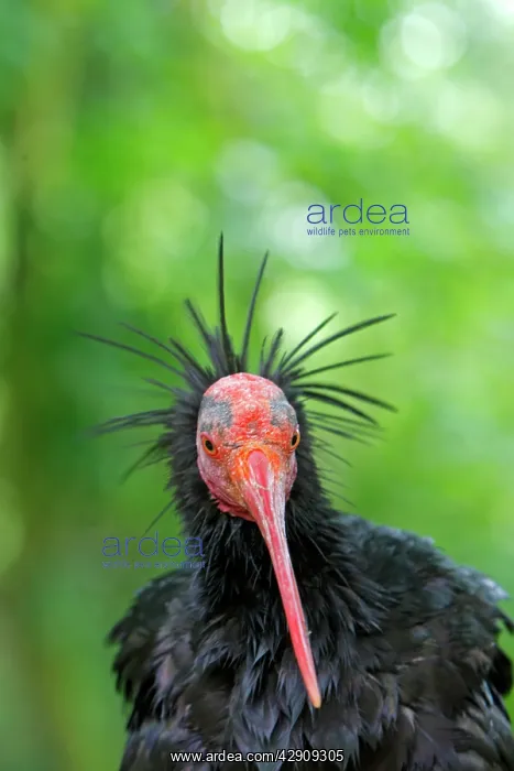 : Northern Bald Ibis / Hermit Ibis / Waldrapp : Northern Bald Ibis / Hermit Ibis / Waldrapp