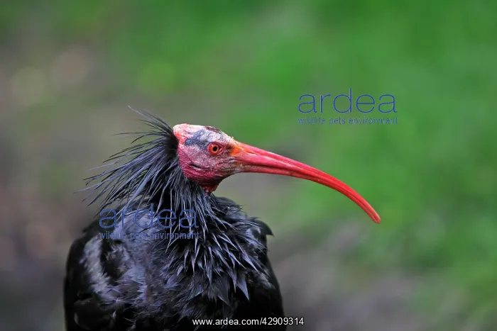 : Northern Bald Ibis / Hermit Ibis / Waldrapp : Northern Bald Ibis / Hermit Ibis / Waldrapp