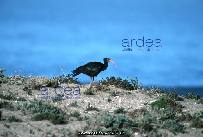 : NORTHERN BALD IBIS - profile : NORTHERN BALD IBIS - profile