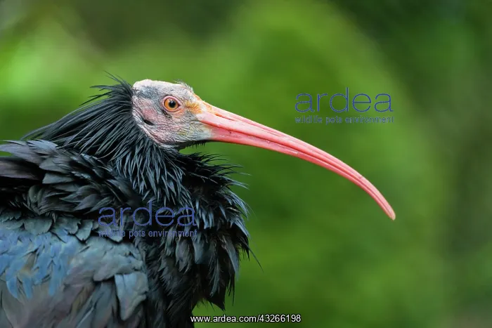 : Northern Bald Ibis / Waldrapp, portrait of bird : Northern Bald Ibis / Waldrapp, portrait of bird