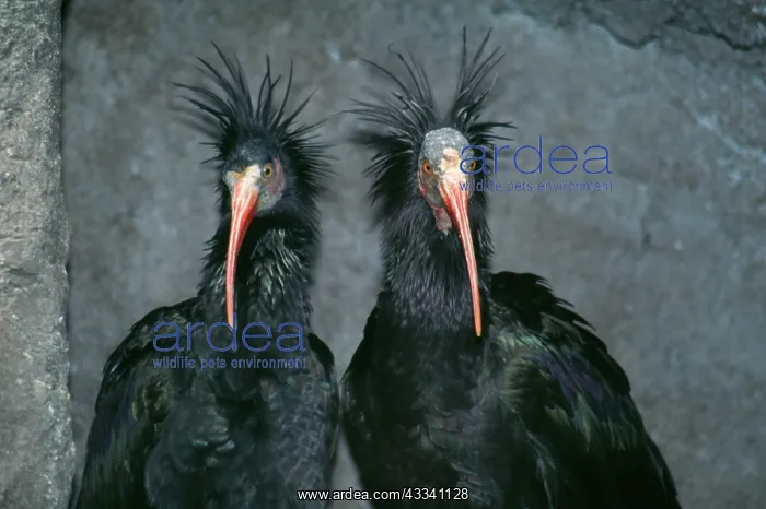 : Northern Bald IBIS - x two : Northern Bald IBIS - x two