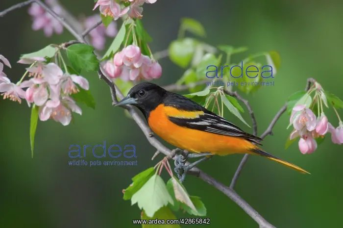 : Northern / Baltimore Oriole - Male : Northern / Baltimore Oriole - Male