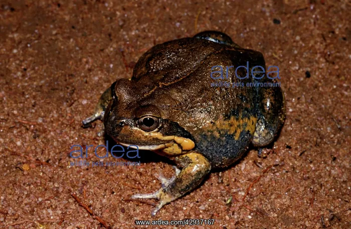 : Northern banjo frog - a large burrowing frog : Northern banjo frog - a large burrowing frog