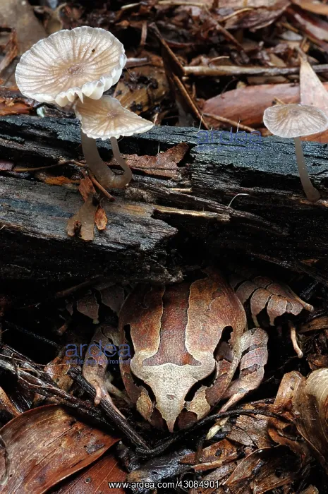 : Northern Barred Frog (Mixophyes schevilli) : Northern Barred Frog (Mixophyes schevilli)
