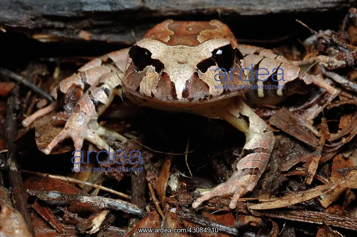 : Northern Barred Frog (Mixophyes schevilli) : Northern Barred Frog (Mixophyes schevilli)