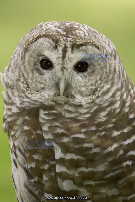 : Northern Barred Owl : Northern Barred Owl