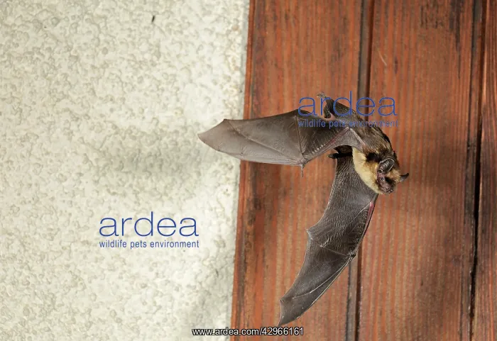 : Northern Bat - in flight in front of house : Northern Bat - in flight in front of house