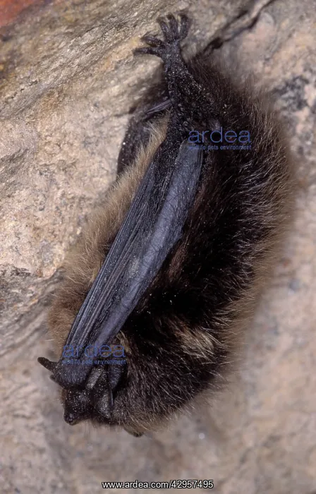 : Northern Bat - hibernation at cave : Northern Bat - hibernation at cave