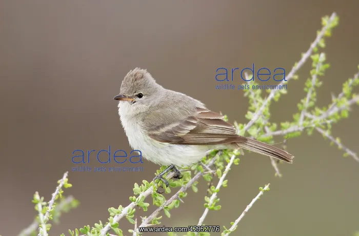 : Northern Beardless Tyrannulet : Northern Beardless Tyrannulet