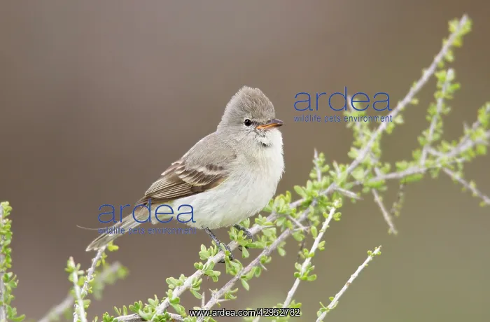 : Northern Beardless Tyrannulet : Northern Beardless Tyrannulet