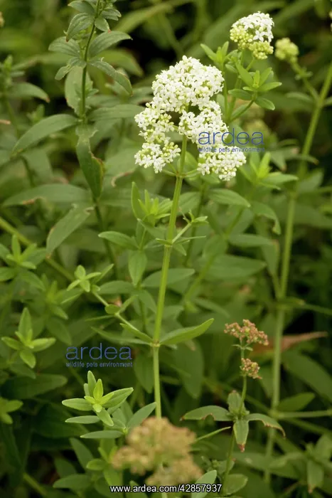 : Northern bedstraw : Northern bedstraw