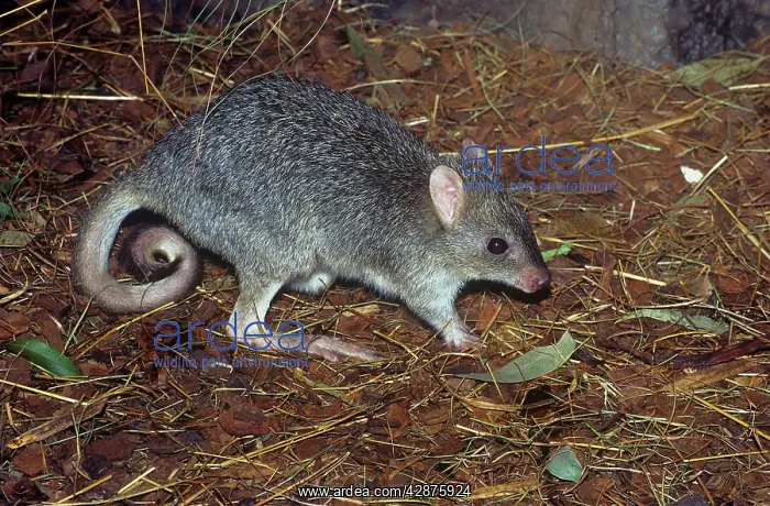 : Northern Bettong - collecting nesting material (grass) : Northern Bettong - collecting nesting material (grass)