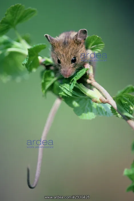: Northern birch mouse explores redcurrant branch : Northern birch mouse explores redcurrant branch