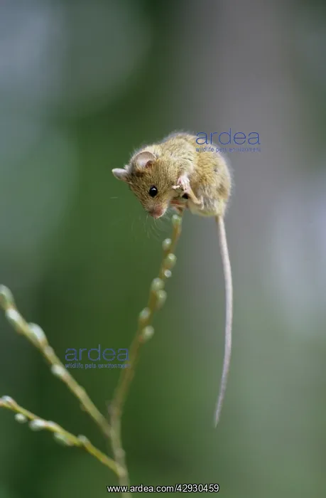  : Northern Birch Mouse - explores willow branch