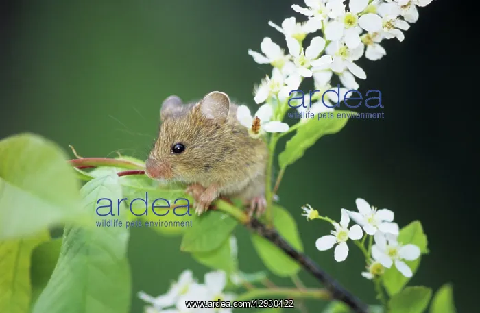 : Northern Birch Mouse - feeds on bird cherry (Prunus : Northern Birch Mouse - feeds on bird cherry (Prunus