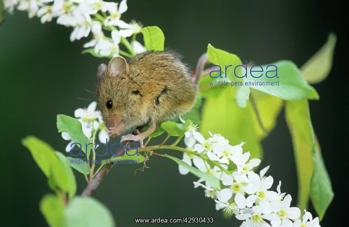 : Northern birch mouse feeds on bird cherry (Prunus : Northern birch mouse feeds on bird cherry (Prunus