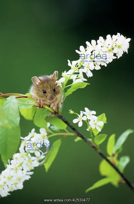 : Northern Birch Mouse - feeds on bird cherry (Prunus : Northern Birch Mouse - feeds on bird cherry (Prunus