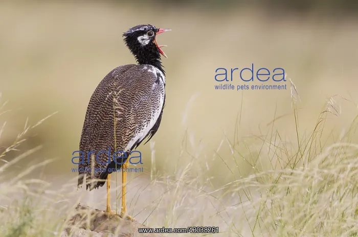 : Northern Black Korhaan - also called White-quilled : Northern Black Korhaan - also called White-quilled