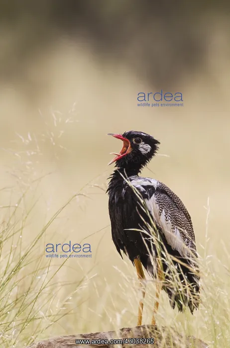 : Northern Black Korhaan - also called White-quilled : Northern Black Korhaan - also called White-quilled