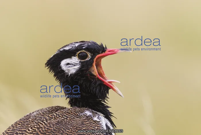 : Northern Black Korhaan - also called White-quilled : Northern Black Korhaan - also called White-quilled