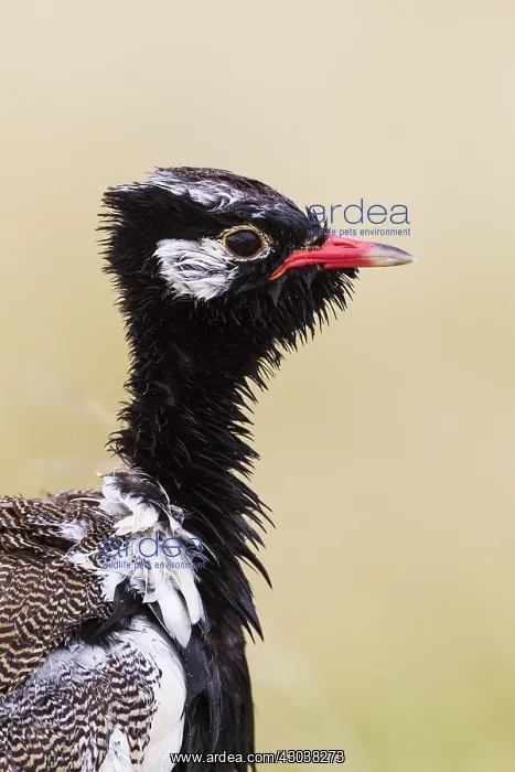 : Northern Black Korhaan - also called White-quilled : Northern Black Korhaan - also called White-quilled