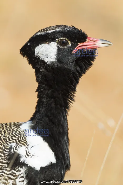 : Northern Black Korhaan - also called White-quilled : Northern Black Korhaan - also called White-quilled