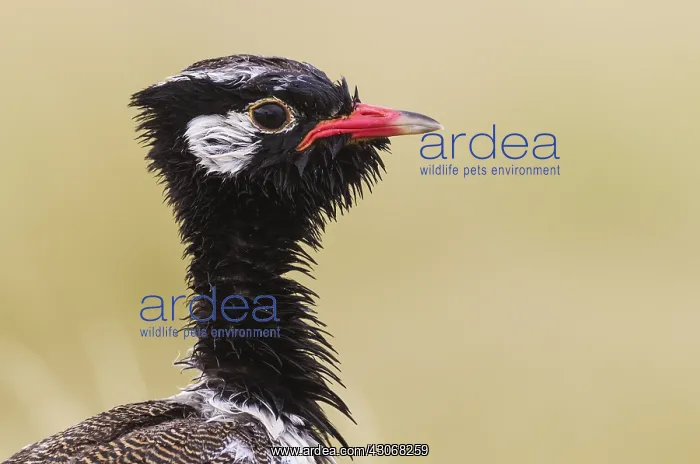 : Northern Black Korhaan - also called White-quilled : Northern Black Korhaan - also called White-quilled