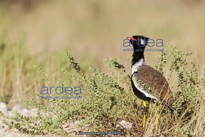 : Northern Black Korhaan. Also called White-quilled : Northern Black Korhaan. Also called White-quilled