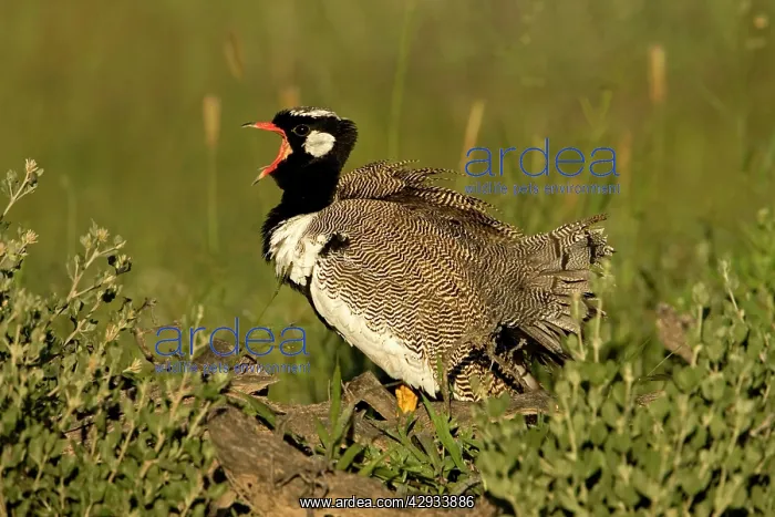 : Northern Black Korhaan - Display calling during : Northern Black Korhaan - Display calling during