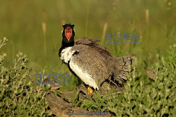 : Northern Black Korhaan - Display calling during : Northern Black Korhaan - Display calling during