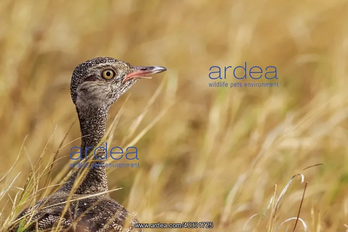 : Northern Black Korhaan - female : Northern Black Korhaan - female
