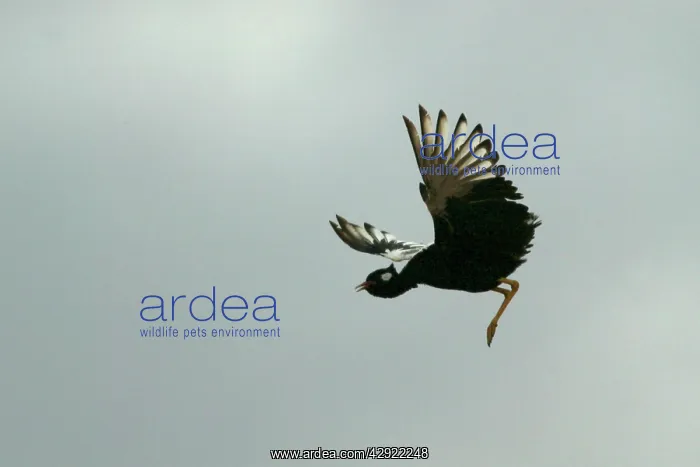 : Northern Black Korhaan - flight : Northern Black Korhaan - flight