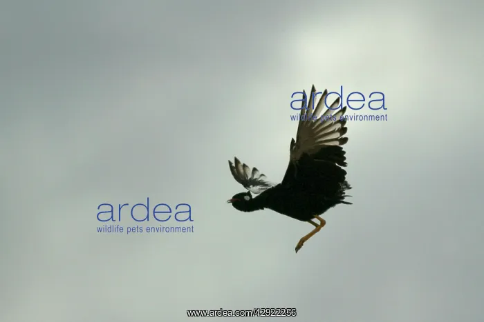 : Northern Black Korhaan - flight : Northern Black Korhaan - flight